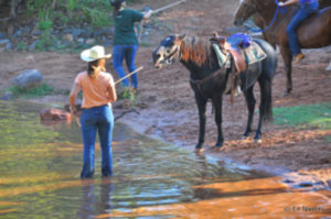 Pferd geht nicht ins Wasser